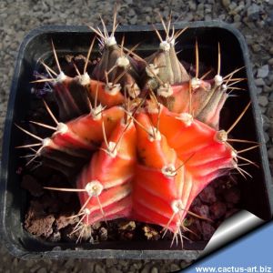 Gymnocalycium friedrichii v. angustostriatum LB2178 hybrid f. variegata