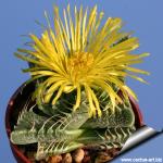Faucaria tigrina