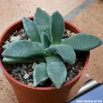 Aloinopsis peersii (MG1314)