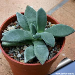Aloinopsis peersii (MG1314)