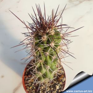 Copiapoa pendulina Fray Jorge, 04 Coquimbo, Chile