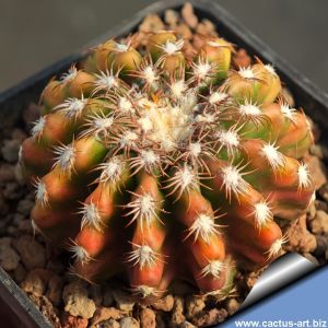 Discocactus hybrid variegata (D.  HU390 x HU193) x D. horstii