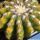 Discocactus hybrid variegata (D.  HU390 x HU193) x D. horstii