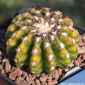Discocactus hybrid variegata (D.  HU390 x HU193) x D. horstii