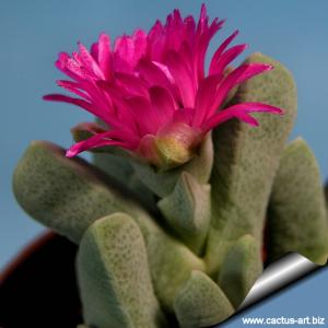 Cheiridopsis purpurea Karrachab