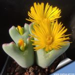 Conophytum noisabiense