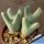 Conophytum noisabiense