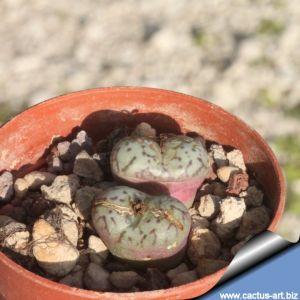 Conophytum spectabile