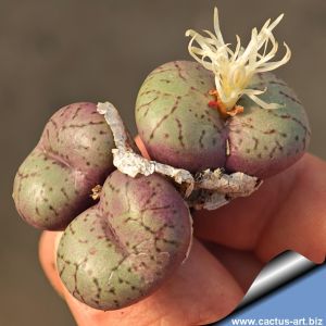 Conophytum spectabile