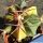 Echinocactus parryi x ingens f. varigata