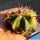 Echinocactus parryi x ingens f. varigata