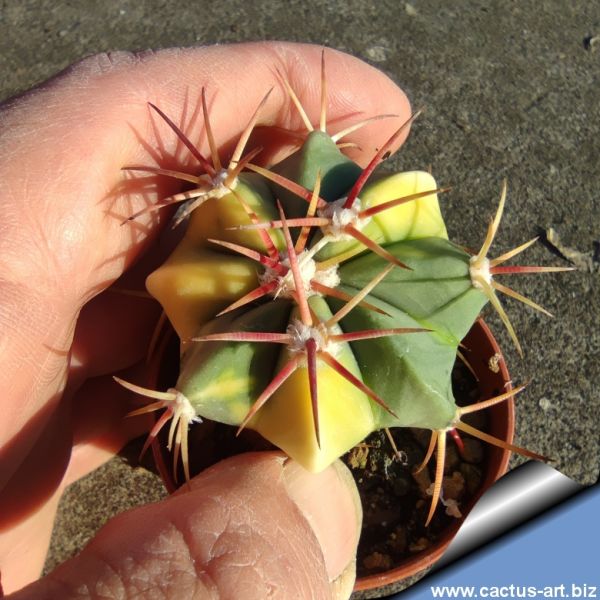 VIVAIO CACTUS ART Indice catalogo