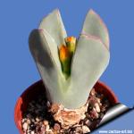 Conophytum christiansenianum