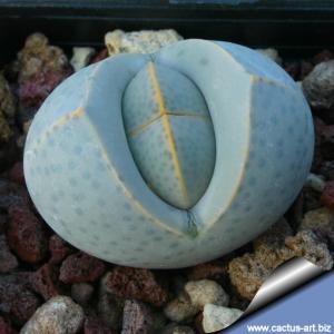 Dinteranthus wilmotianus