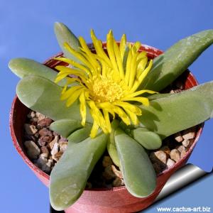 Glottiphyllum oligocarpum