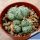 Conophytum obcordellum