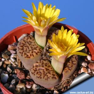 Lithops bromfieldii v. insularis C043 15 km West of Keimoes, South Africa