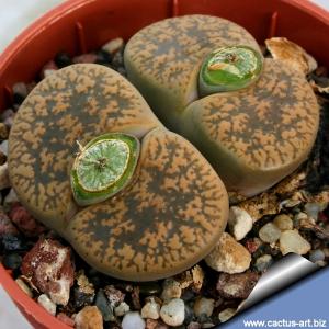 Lithops lesliei v. hornii C364 TL: 45 km SSW of Kimberley, South Africa