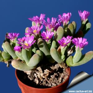 Gibbaeum geminum SB647 Koeniekuil, Little Karoo, South Cape Province, South Africa.
