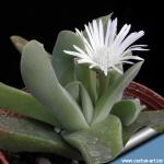 Gibbaeum velutinum