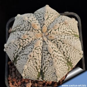 Astrophytum hybrid SK-ONZ (A. asterias cv. SUPERKABUTO x A. myriostigma cv. ONZUKA)