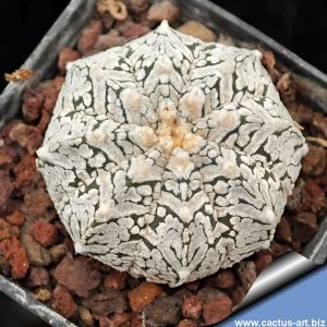 Astrophytum asterias cv. SUPERKABUTO "FLIES TYPE"