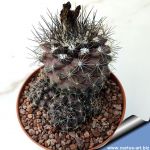 Copiapoa paposoensis fa.