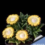 Nananthus vittatus