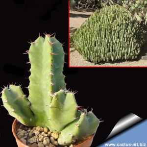 Euphorbia resinifera (Morocco)