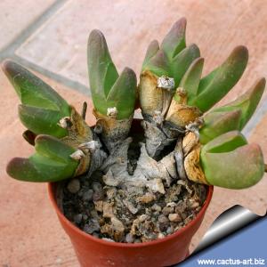 Gibbaeum shandii Kareevlakte, inviting jaws, white fl.  (MG 1515.2)