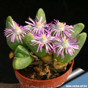 Gibbaeum shandii Kareevlakte (MG 1515.2)