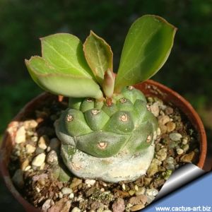Monadenium ritchiei ssp. nymbayense (Euphorbia ritchiei subs. nyambensis)