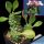 Monadenium ritchiei ssp. nymbayense (Euphorbia ritchiei subs. nyambensis)