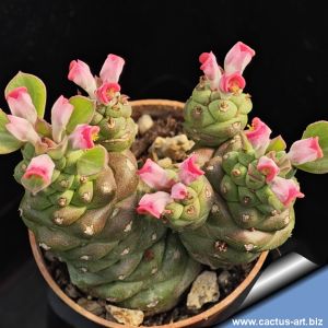 Monadenium ritchiei ssp. nymbayense (Euphorbia ritchiei subs. nyambensis)