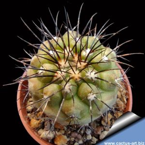Copiapoa grandiflora