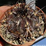 Copiapoa dura KK607 - Totoral, Chile 200-300m