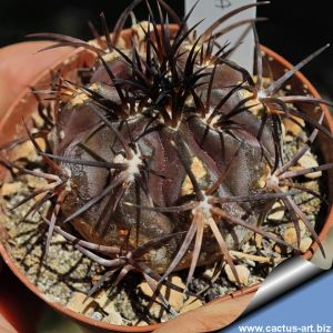 Copiapoa dura KK607 - Totoral, Chile 200-300m