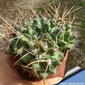 Thelocactus rinconensis v. crassispinoides
