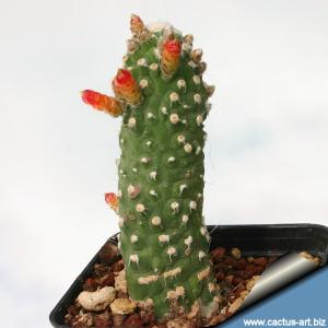 Cleistocactus jujuyensis f. mostruosa