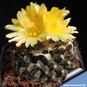 Copiapoa tenuissima