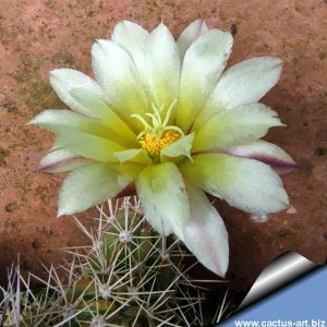Echinocereus maritimus