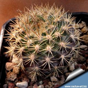 Eriosyce nigrihorrida v. parviflora KK26 - Juan Saldado, La Serena, Chile 500m