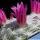Mammillaria humboldtii (seedling) 1,5-2 cm or larger