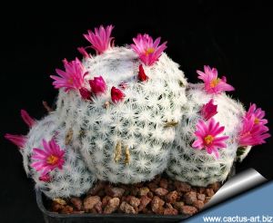 Mammillaria humboldtii (seedling) 1,5-2 cm or larger