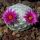 Mammillaria humboldtii (seedling) 1,5-2 cm or larger