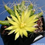 Mammillaria longimamma