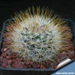 Mammillaria marcosii yellow spines