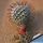 Mammillaria perezdelarosae