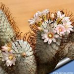 Mammillaria perez-delarosae