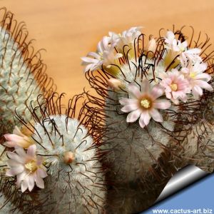 Mammillaria perezdelarosae